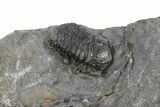 Devil Horned Cyphaspis Walteri Trilobite - Mrakib, Morocco #252524-4